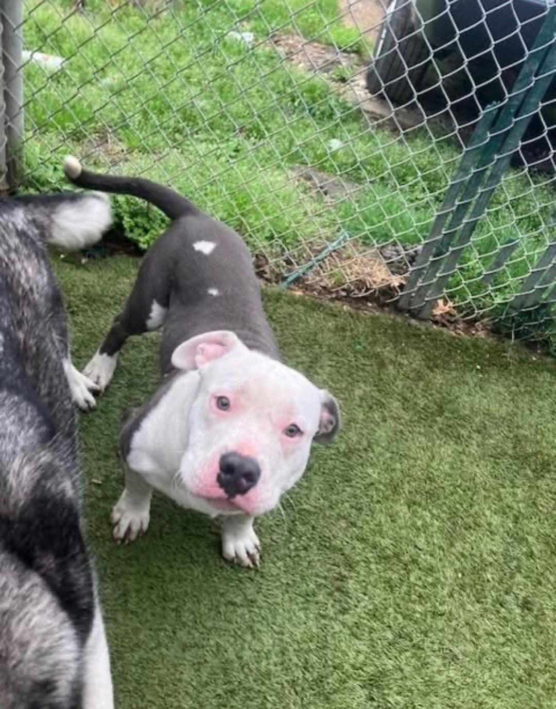 Gordo, Adopted, Young Male Pit Bull Terrier.