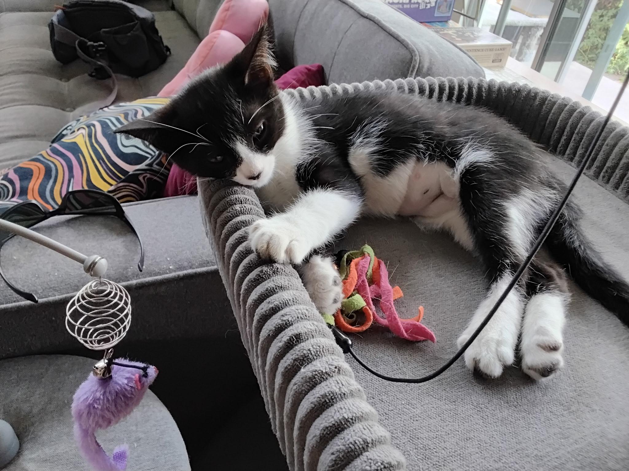 Bunny, an adopted Tuxedo in Bell Gardens, CA image 2/4