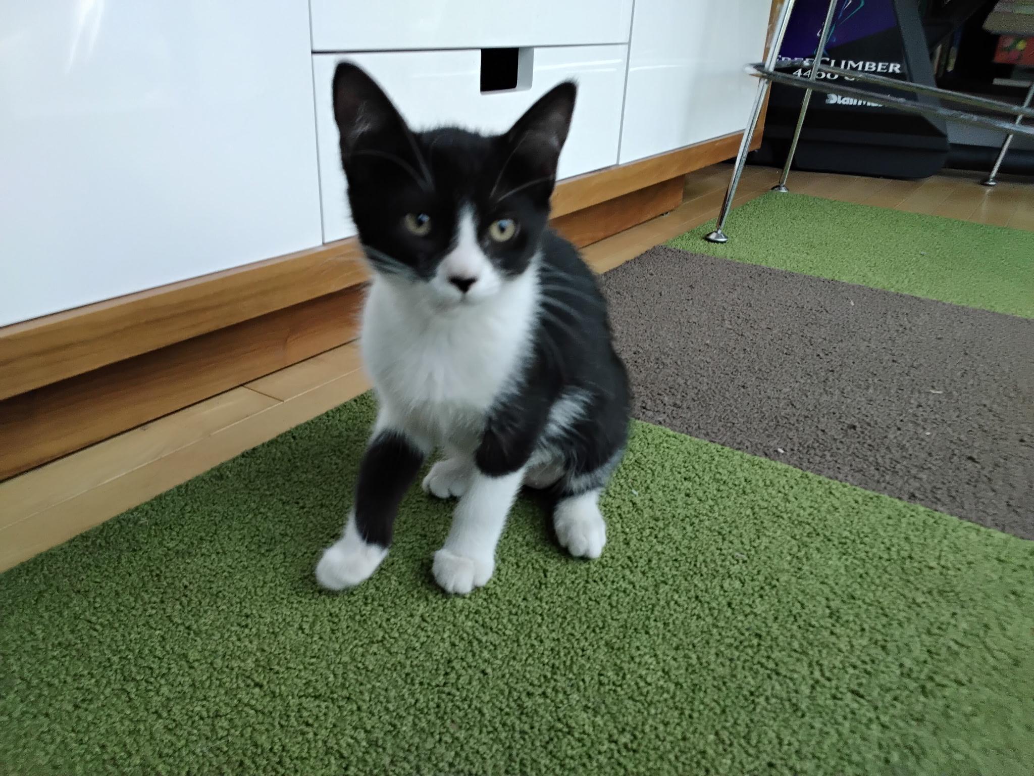 Bunny, adopted, Kitten Female Tuxedo.