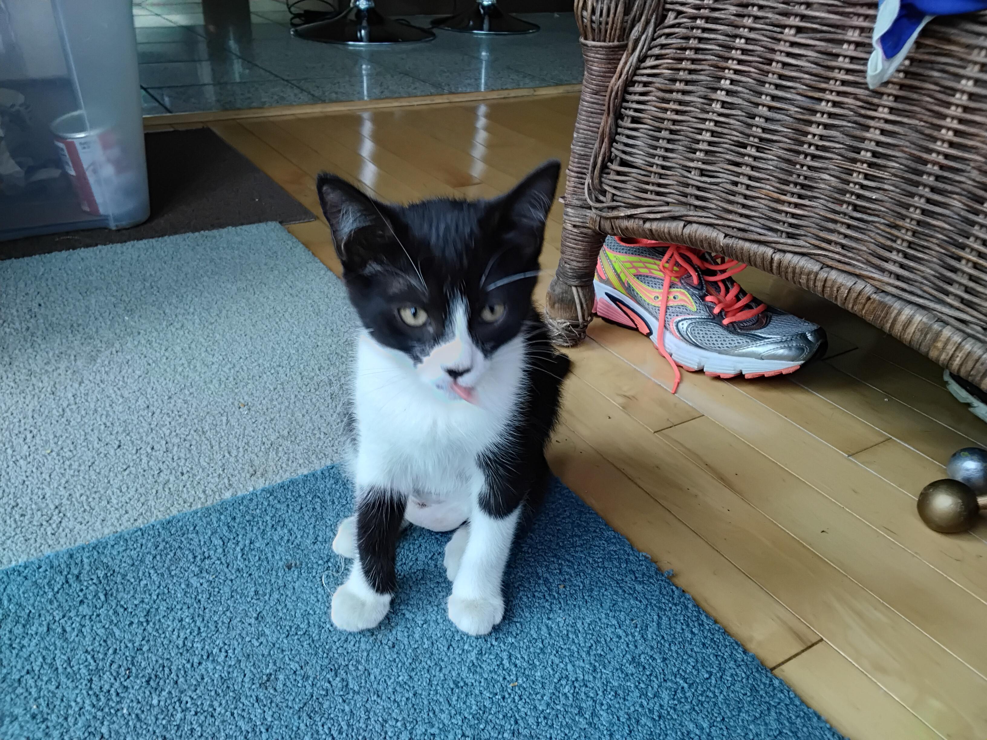 Bunny, an adopted Tuxedo in Bell Gardens, CA image 3/4