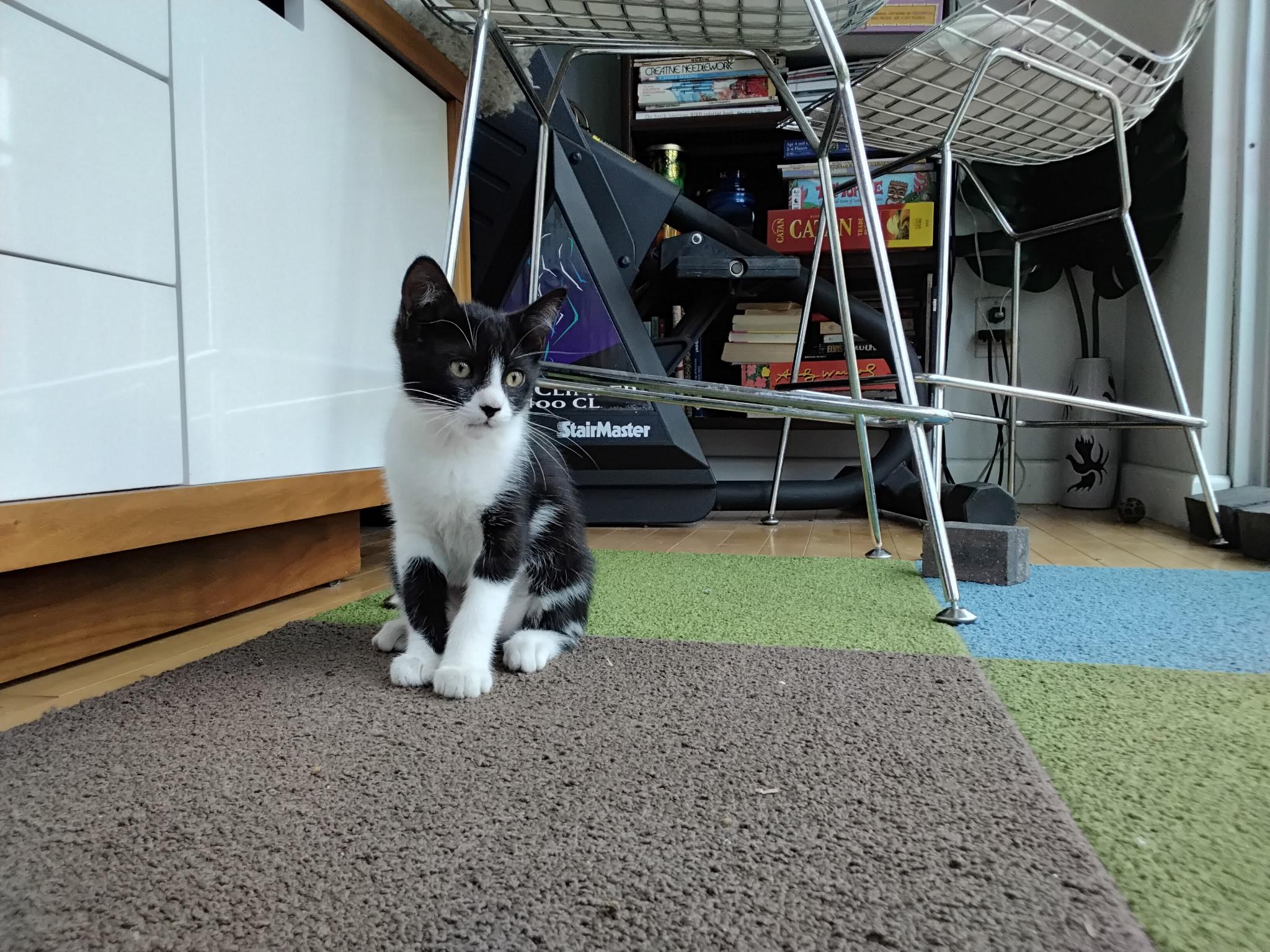 Bunny, an adopted Tuxedo in Bell Gardens, CA image 4/4