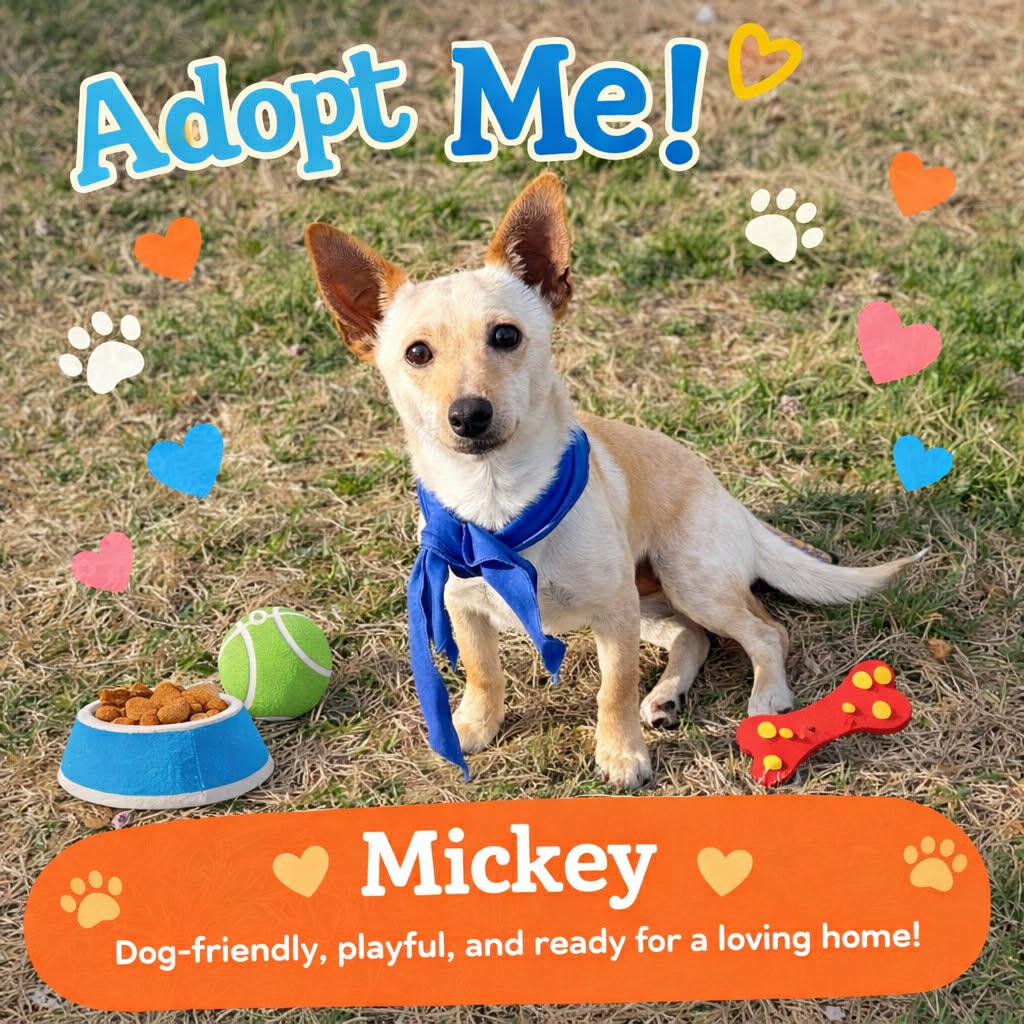 MICKEY is only 9 pounds, Adoptable, Young Male Dachshund & Chiweenie.
