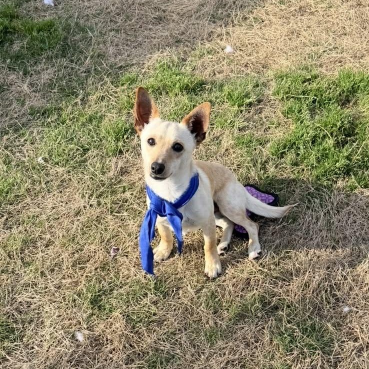 Enlarge MICKEY is only 9 pounds, a Adoptable mixed breed in Garland, TX image 2/2