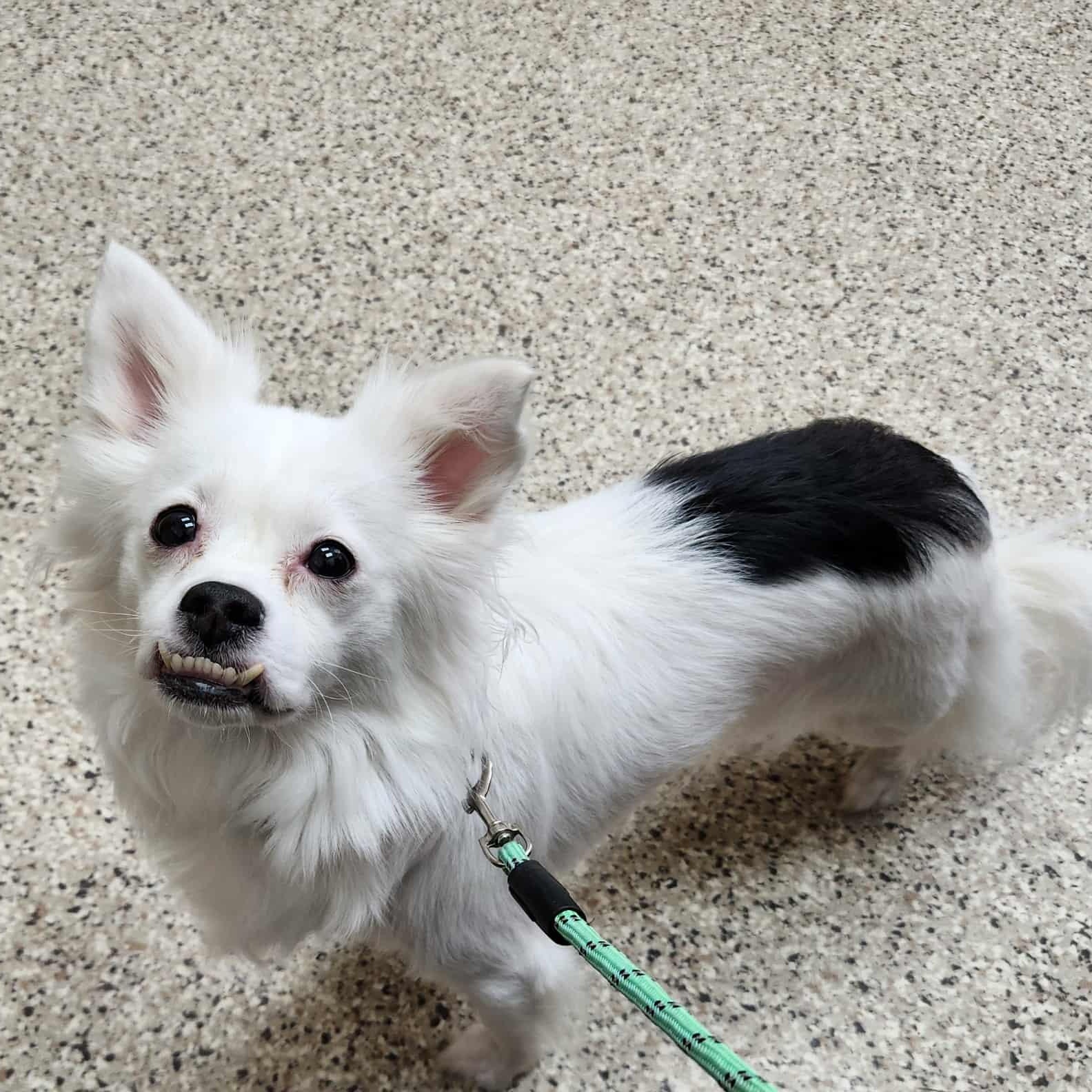 Lulu, Adoptable, Adult Female Terrier.