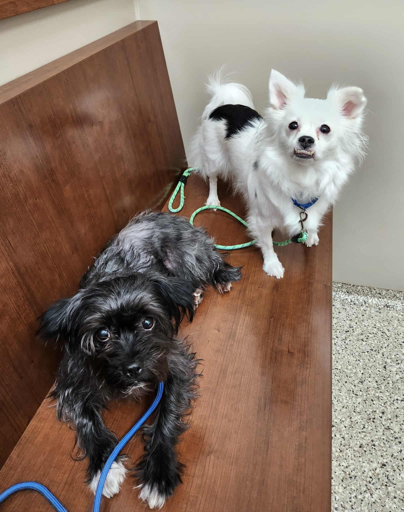 Enlarge Lulu, a Adoptable mixed breed in Sparta, WI image 2/3