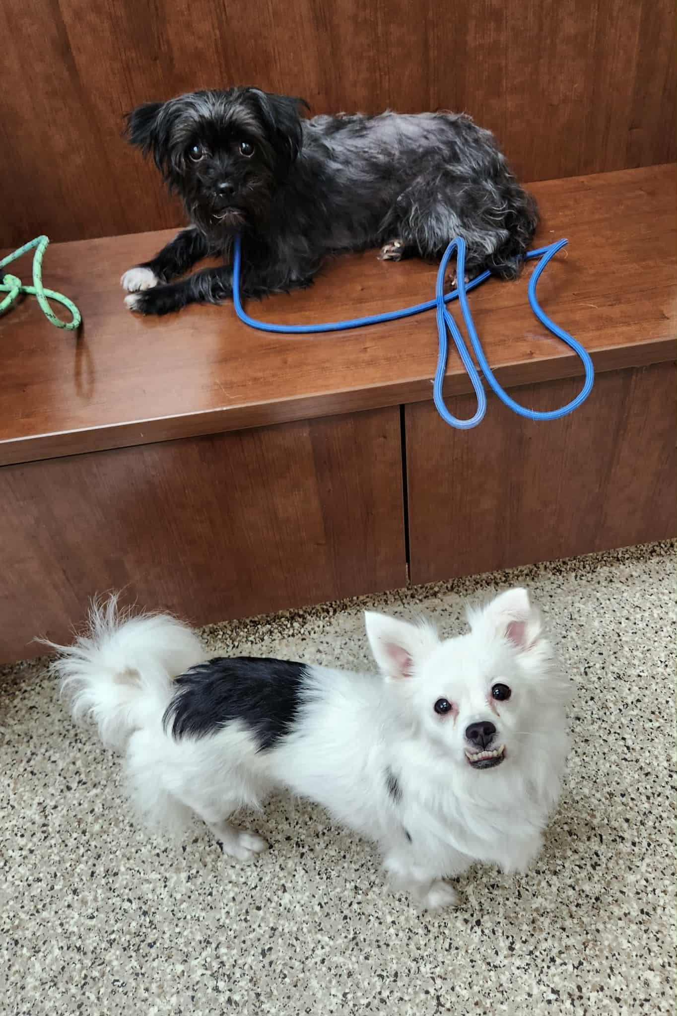 Enlarge Lulu, a Adoptable mixed breed in Sparta, WI image 3/3