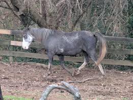 Milca, an adopted Tennessee Walker in Huntington, WV image 1/2