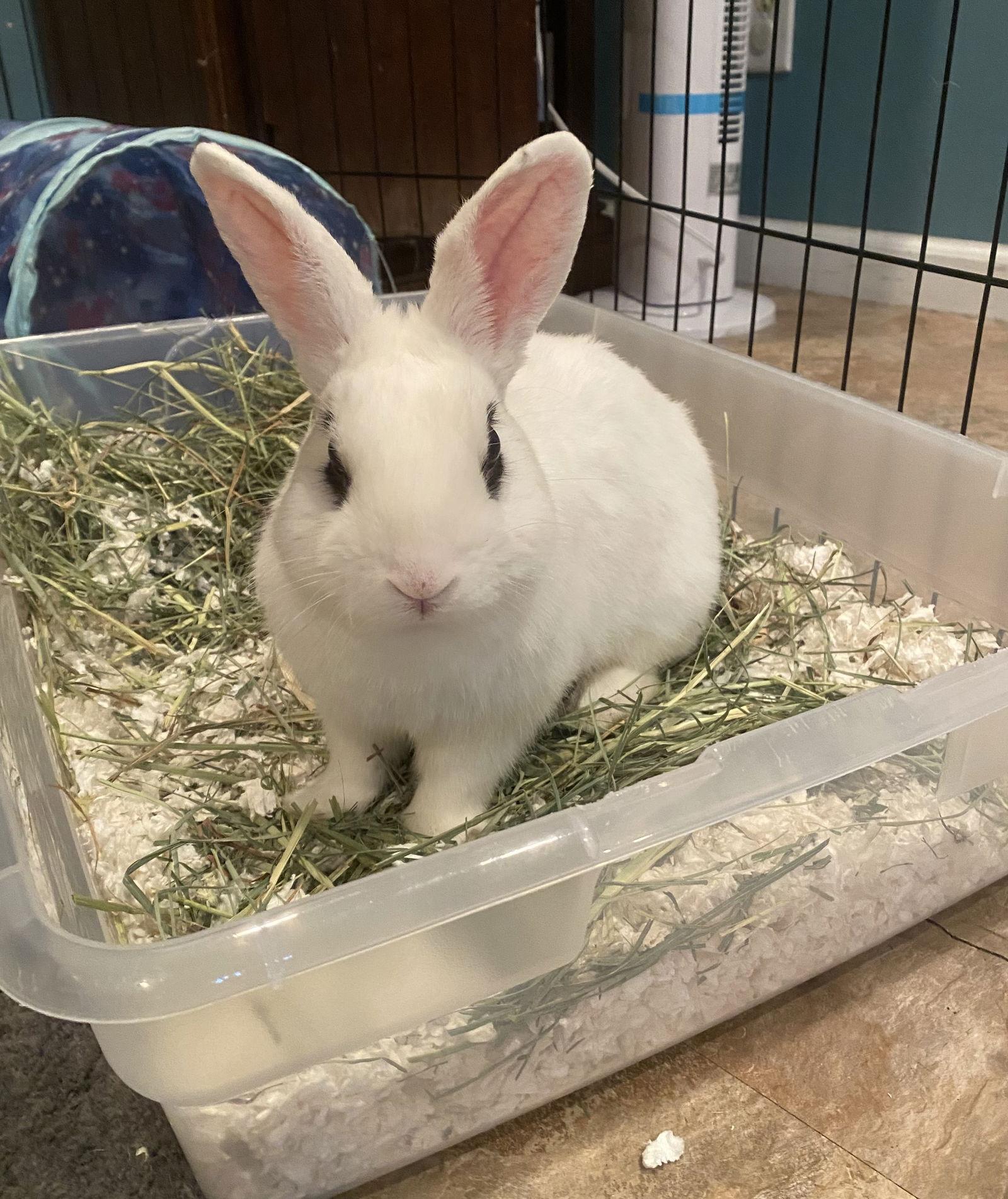 Enlarge Jupiter RABBIT, a Adoptable Hotot in Rockaway, NJ image 1/3