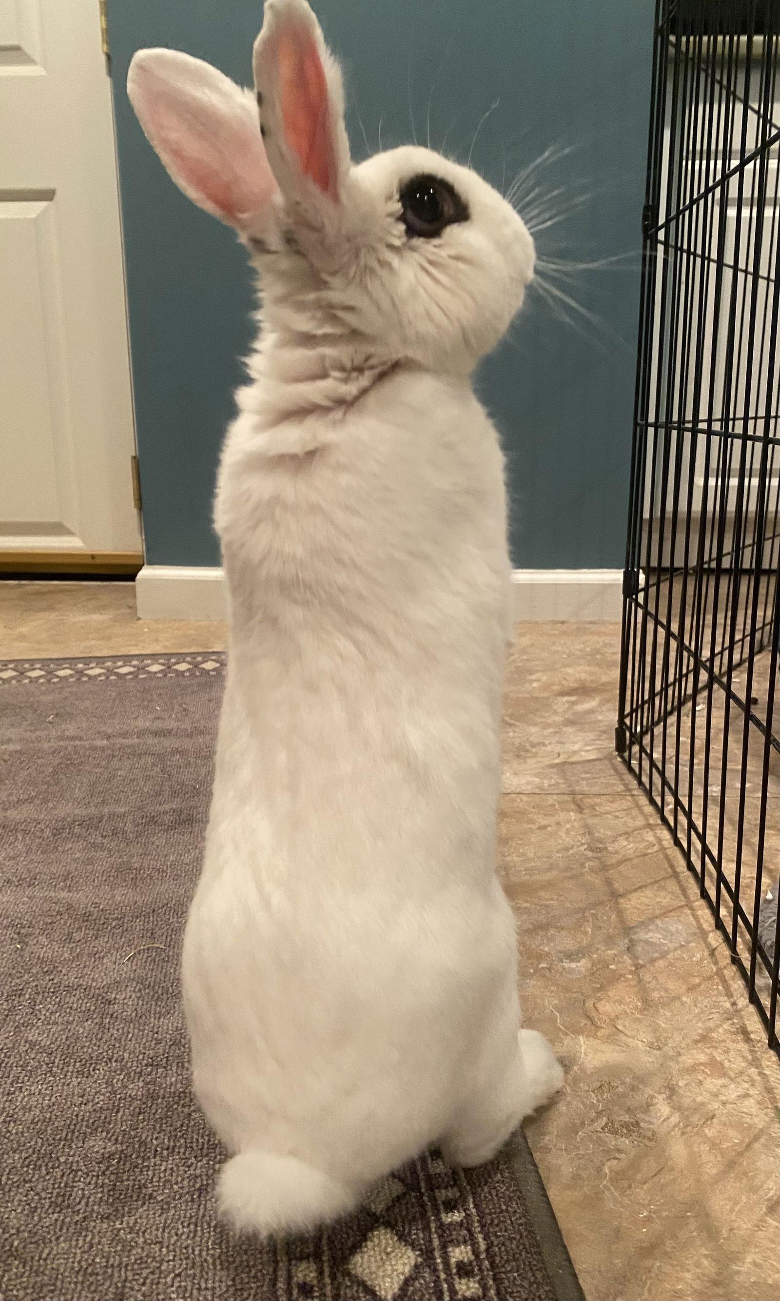 Enlarge Jupiter RABBIT, a Adoptable Hotot in Rockaway, NJ image 2/3