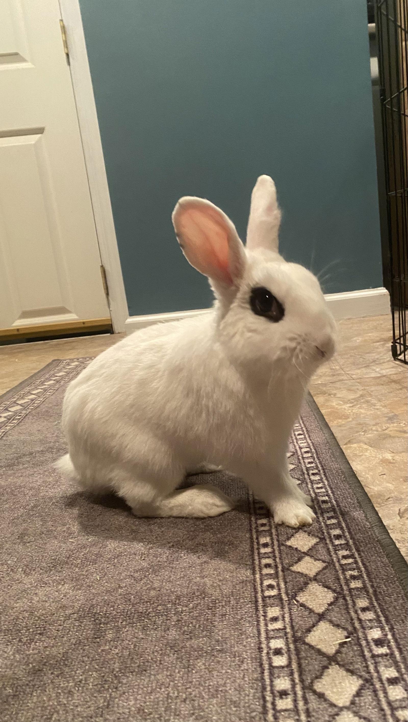 Enlarge Jupiter RABBIT, a Adoptable Hotot in Rockaway, NJ image 3/3