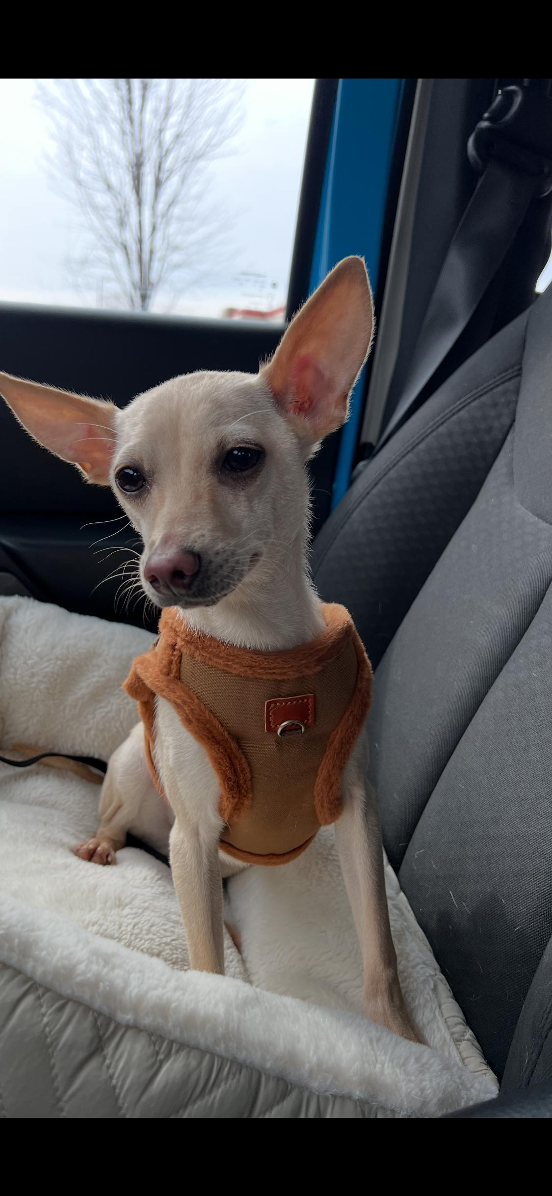 Enlarge Corn Pop, an adopted Chihuahua in Armada, MI image 1/3