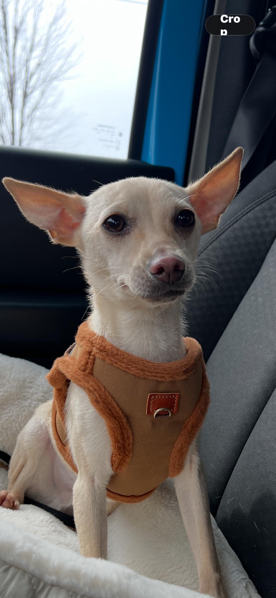 Enlarge Corn Pop, an adopted Chihuahua in Armada, MI image 2/3