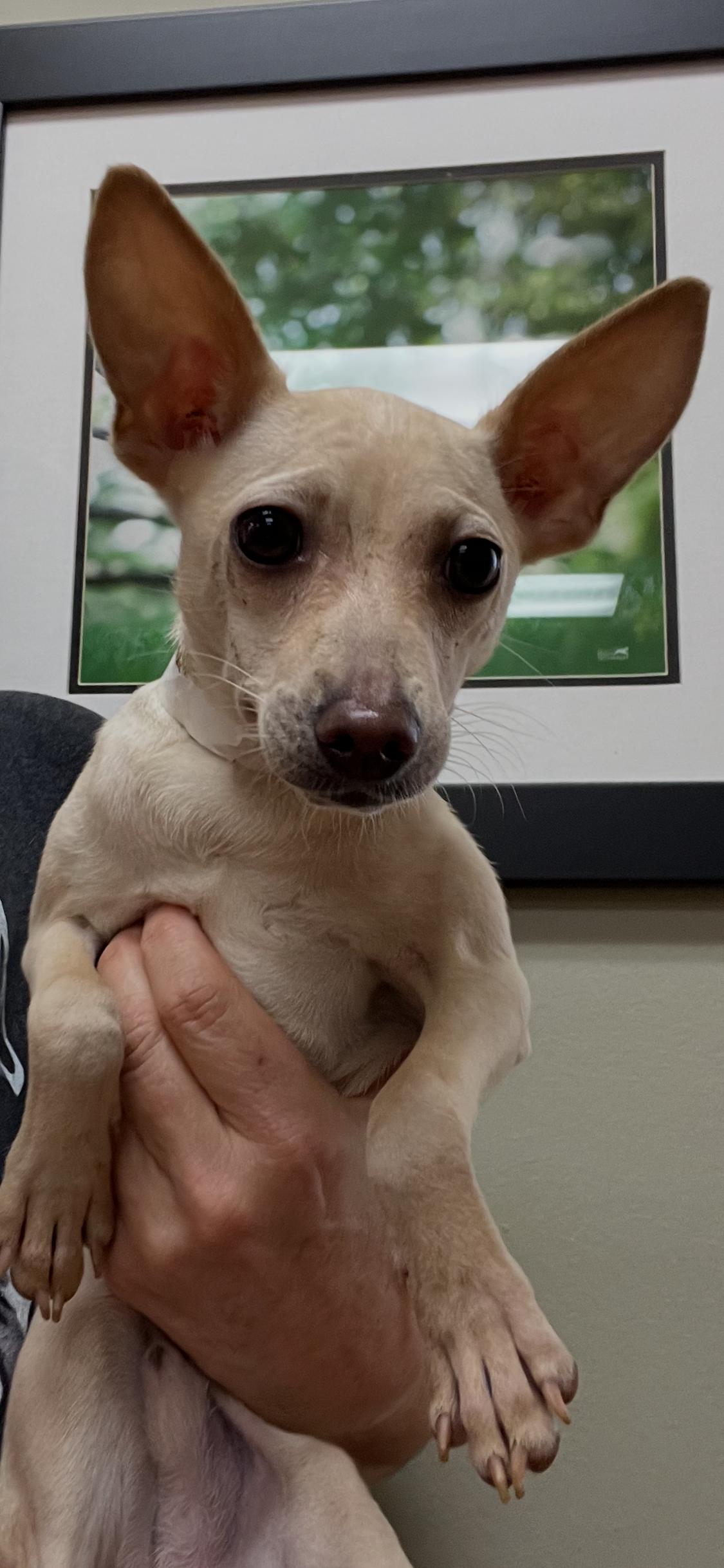 Corn Pop, ADOPTABLE, Young Male Chihuahua.