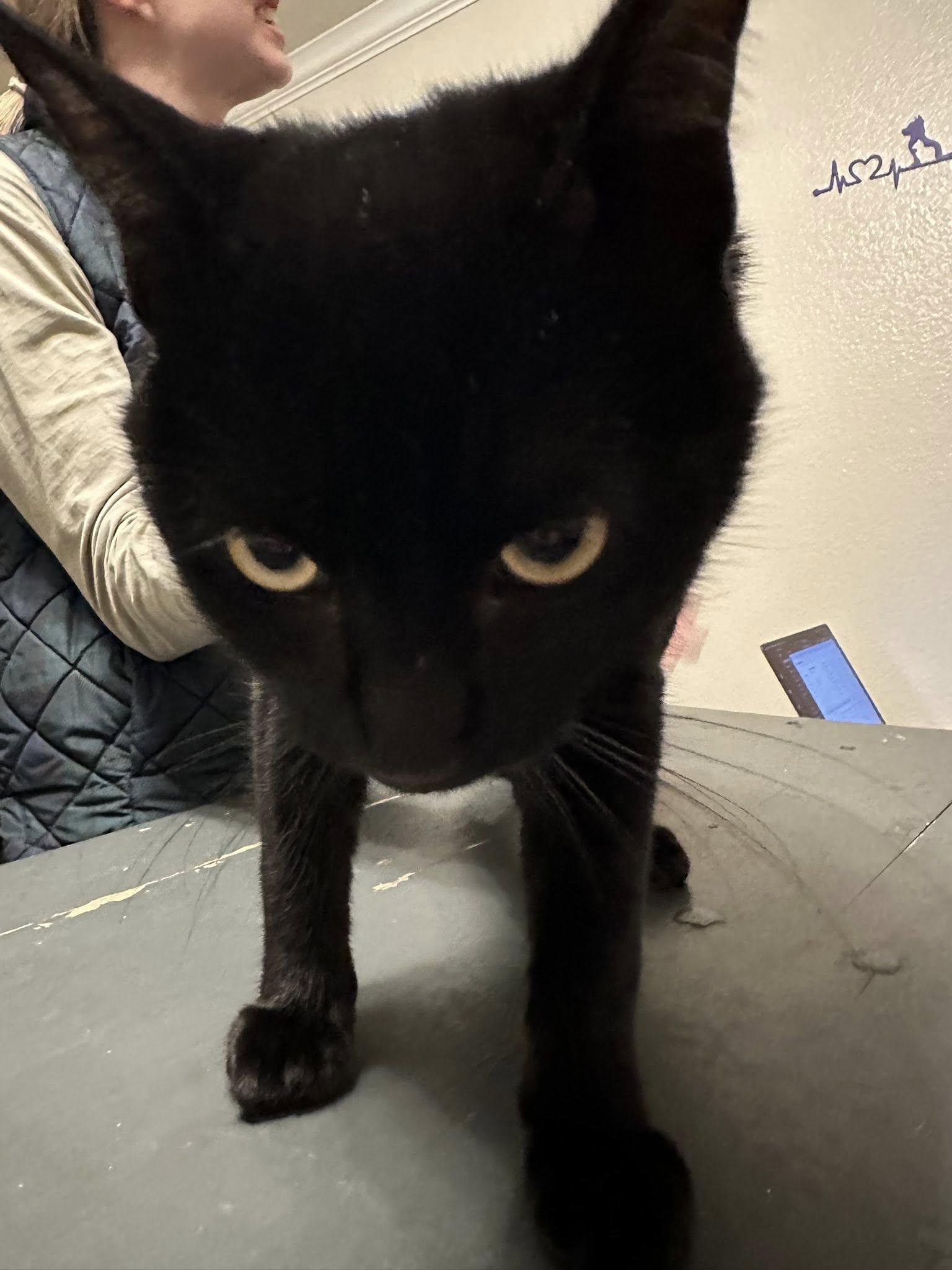 Enlarge Salem, a Adoptable Domestic Short Hair in Midlothian, TX image 4/5