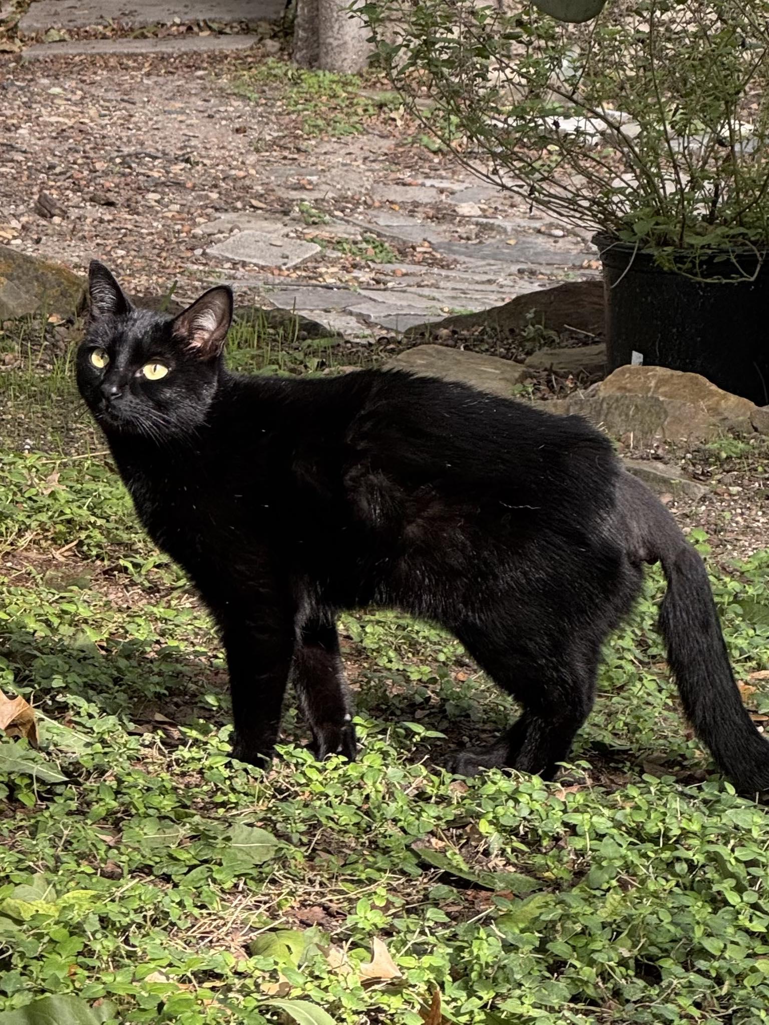 Enlarge Salem, a Adoptable Domestic Short Hair in Midlothian, TX image 2/5