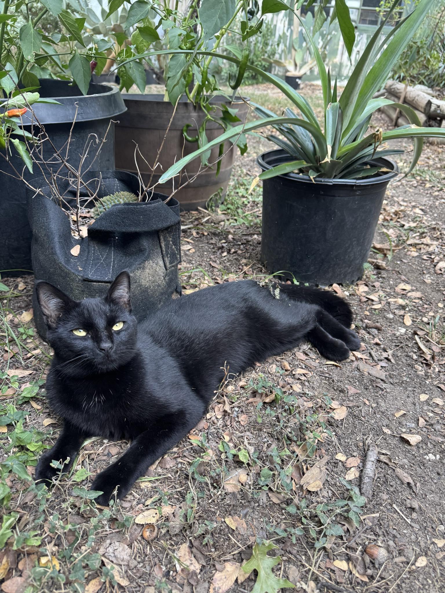 Enlarge Salem, a Adoptable Domestic Short Hair in Midlothian, TX image 3/5