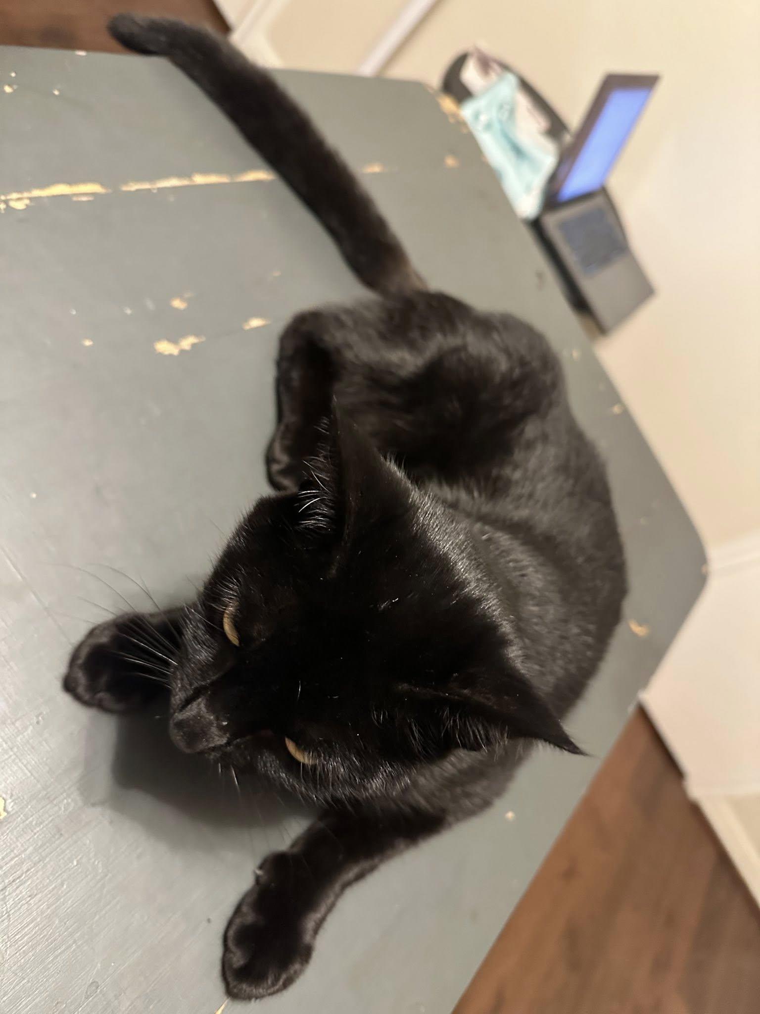 Enlarge Salem, a Adoptable Domestic Short Hair in Midlothian, TX image 5/5