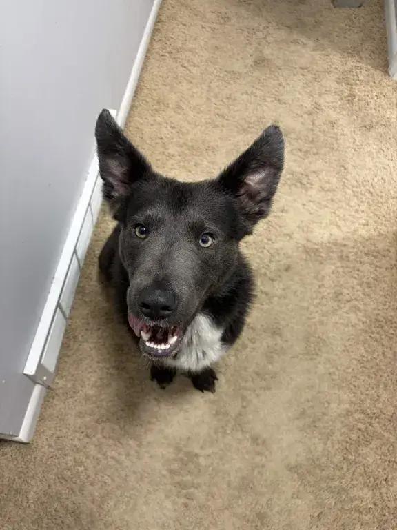 Enlarge Shadow, a Adoptable mixed breed in Grand Rapids, MI image 1/6