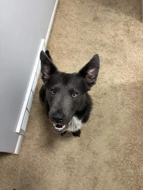 Enlarge Shadow, a Adoptable mixed breed in Grand Rapids, MI image 2/6