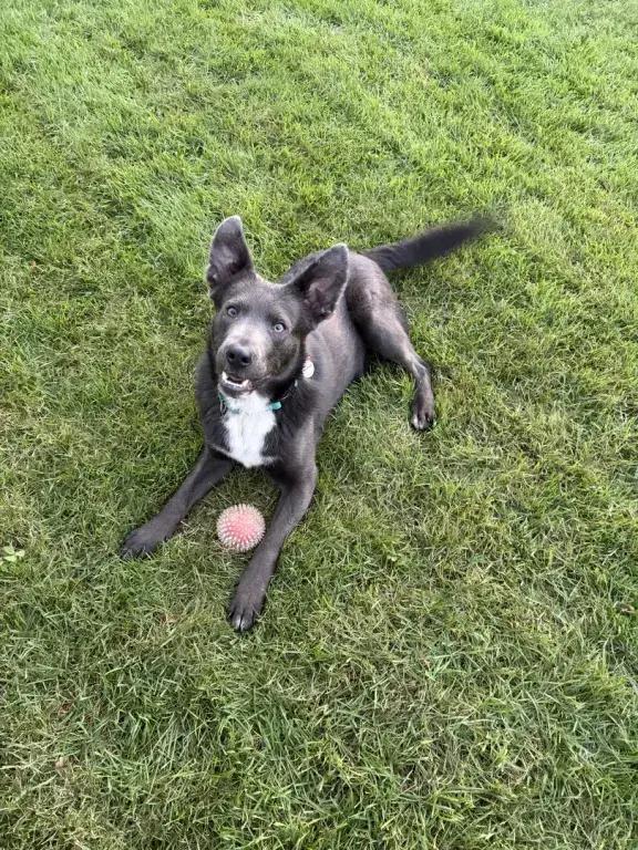 Shadow, Adoptable, Young Male Mixed Breed.