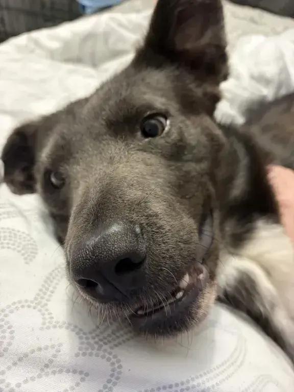 Enlarge Shadow, a Adoptable mixed breed in Grand Rapids, MI image 3/6