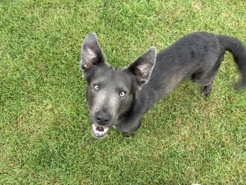 Enlarge Shadow, a Adoptable mixed breed in Grand Rapids, MI image 4/6