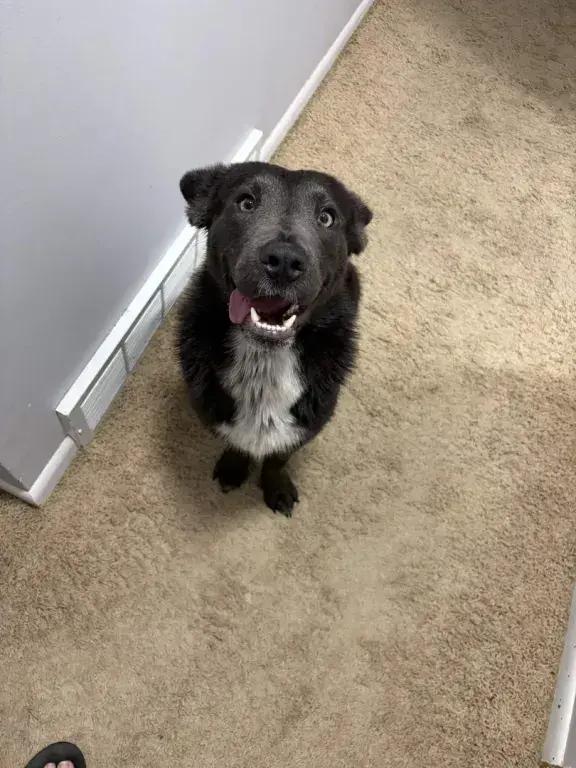 Enlarge Shadow, a Adoptable mixed breed in Grand Rapids, MI image 5/6