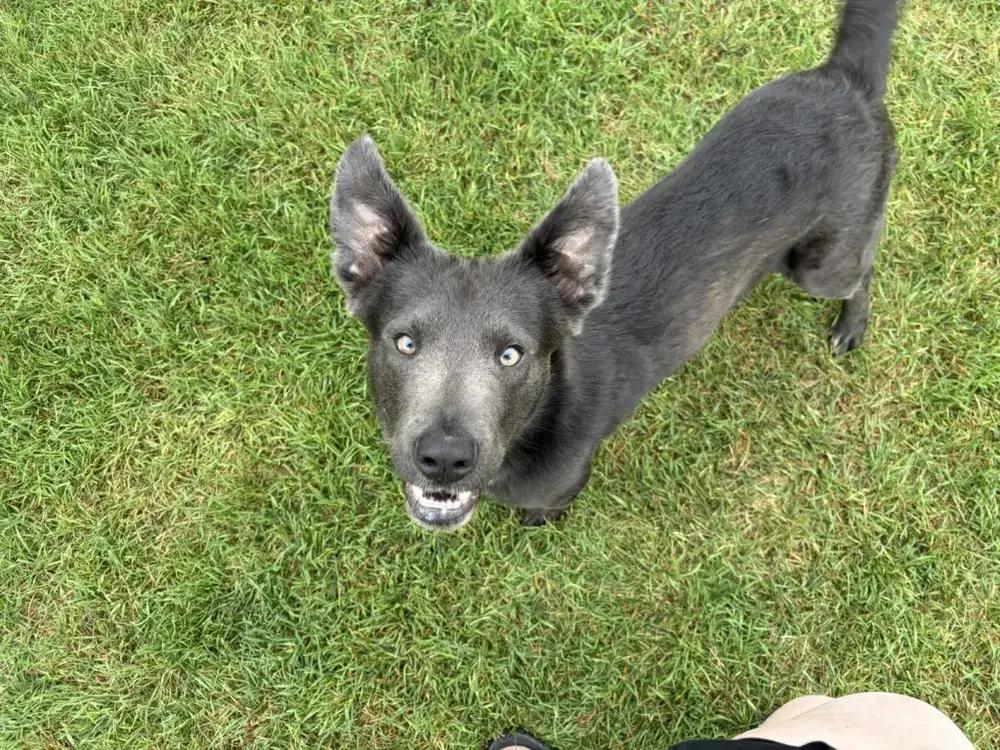 Enlarge Shadow, a Adoptable mixed breed in Grand Rapids, MI image 6/6