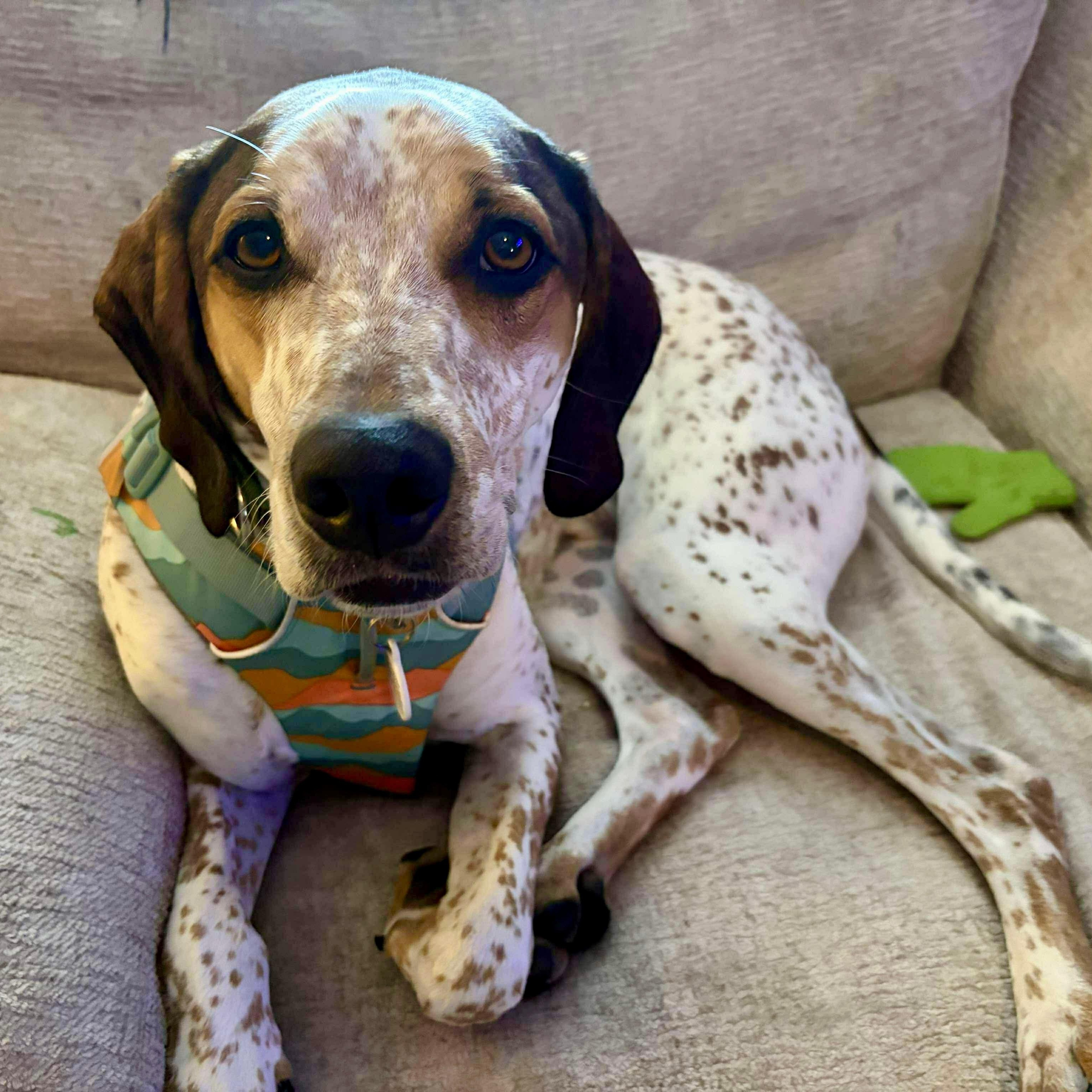 Enlarge Radar, a Adoptable mixed breed in Murphysboro, IL image 2/6
