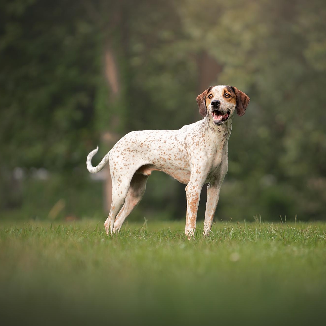 Enlarge Radar, a Adoptable mixed breed in Murphysboro, IL image 4/6