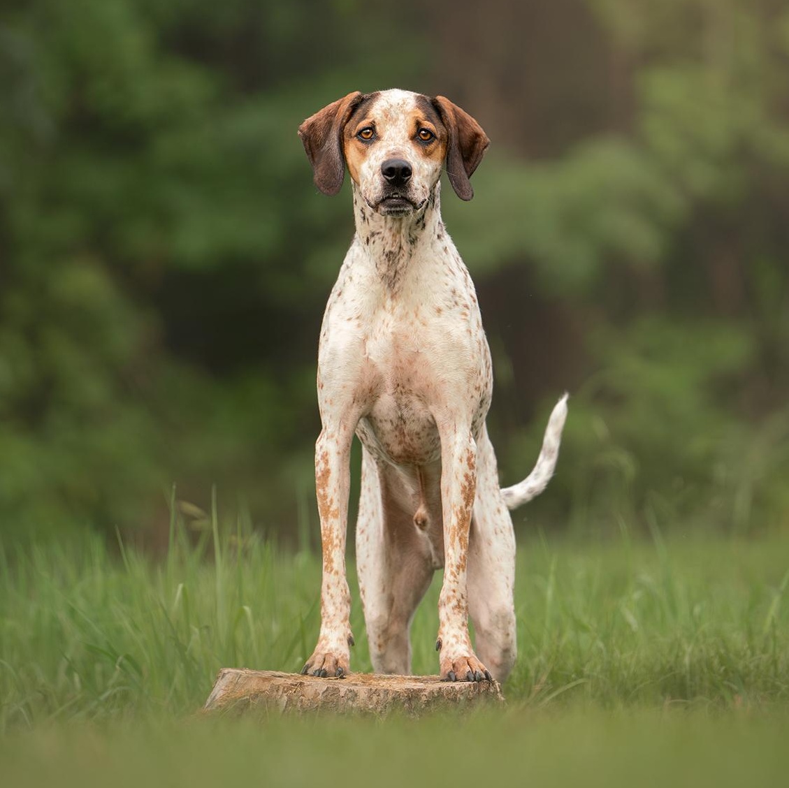 Enlarge Radar, a Adoptable mixed breed in Murphysboro, IL image 1/6