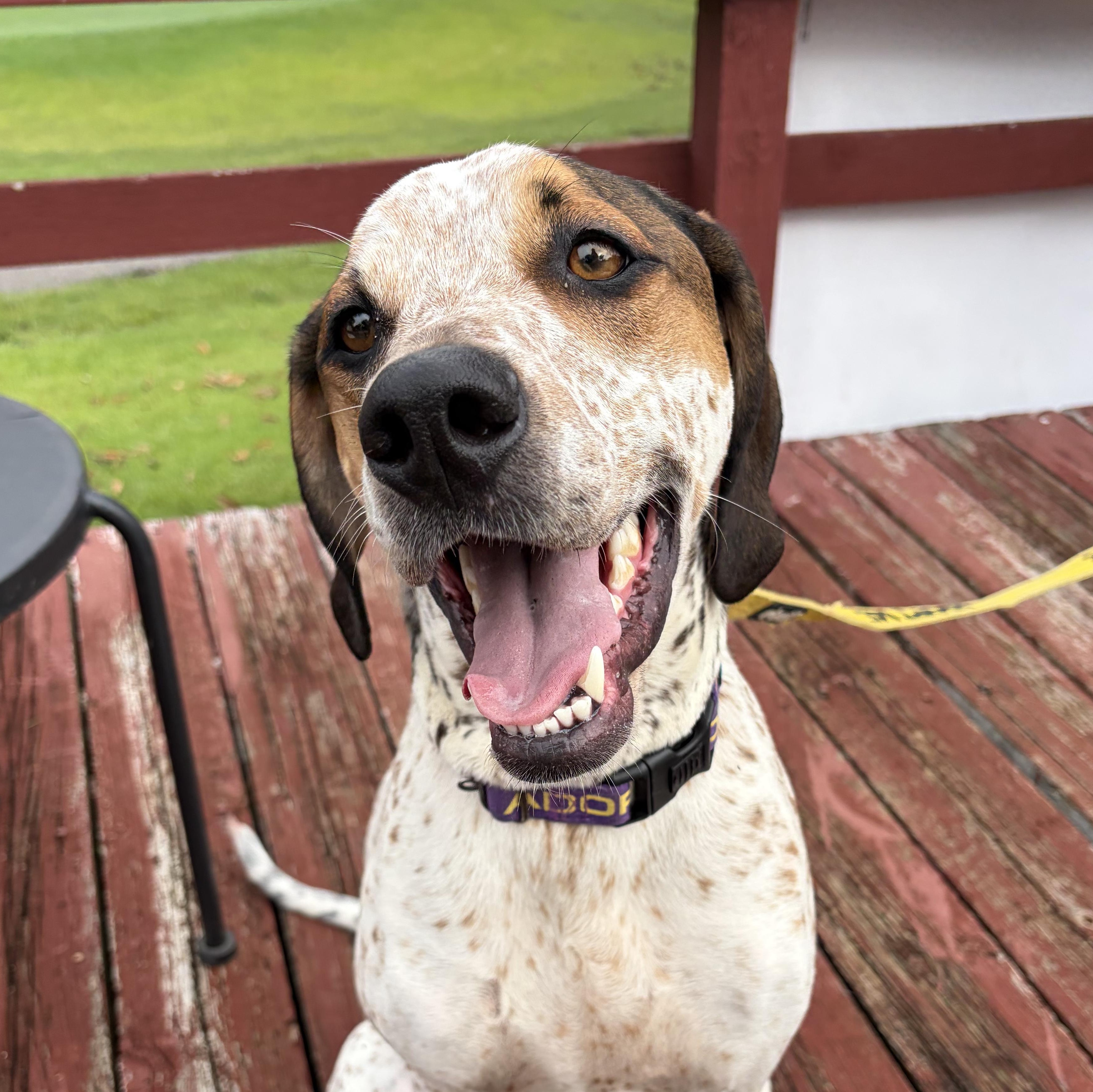 Enlarge Radar, a Adoptable mixed breed in Murphysboro, IL image 5/6
