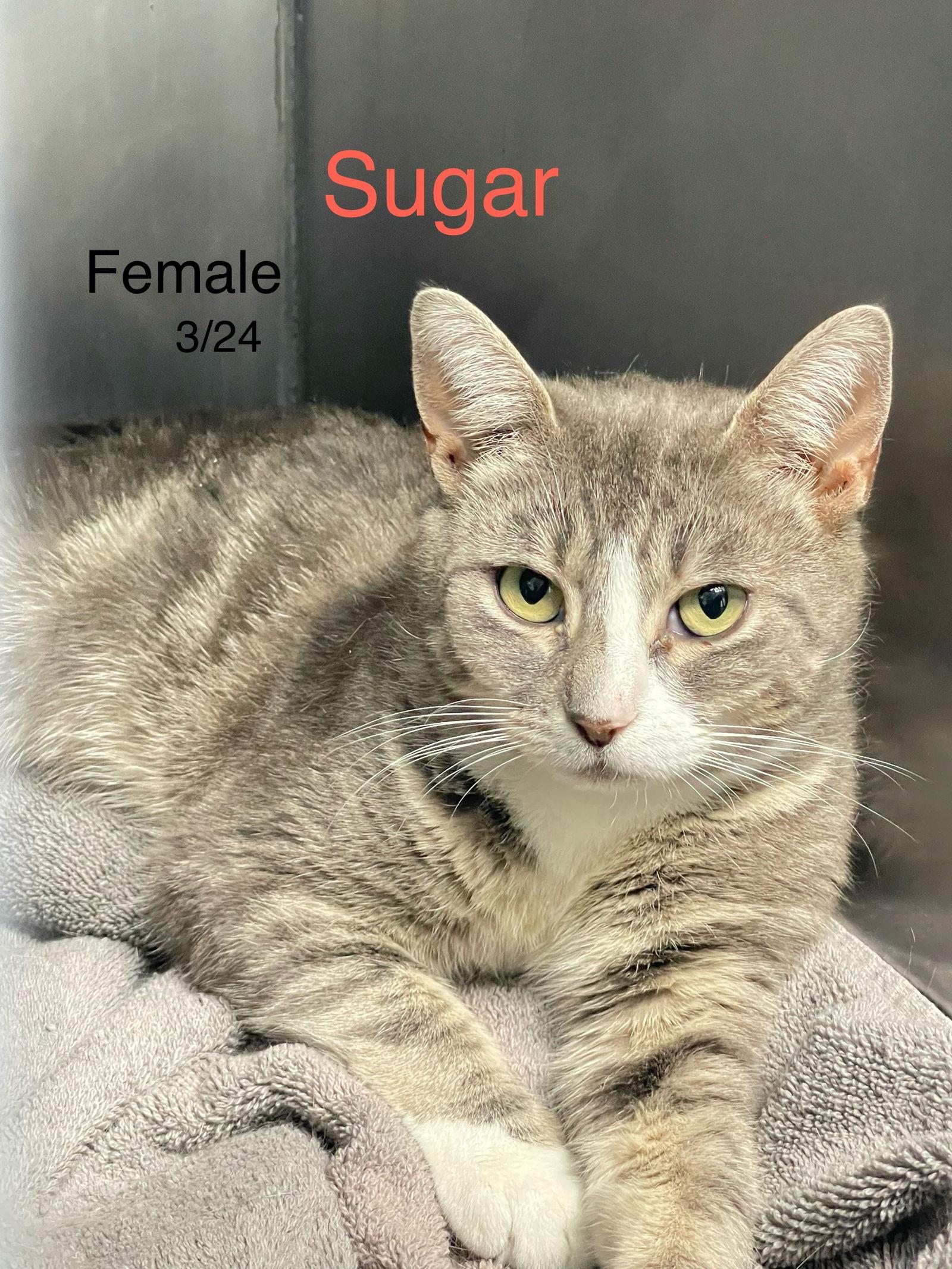 Sugar, Adopted, Adult Female Domestic Short Hair.