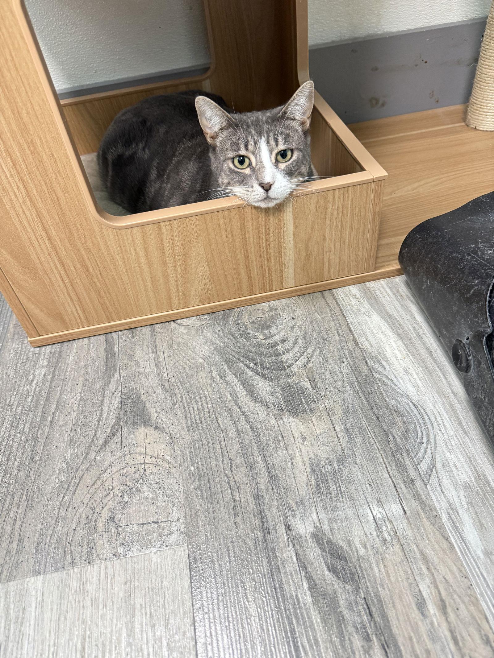 Enlarge Sugar, a Adopted Domestic Short Hair in Toms River, NJ image 2/2