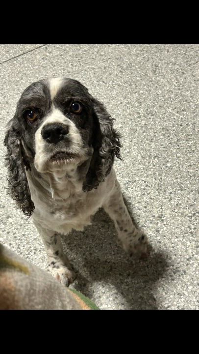 Enlarge Family dog. Tricia , a Adoptable Cocker Spaniel in Antwerp, OH video 1/5