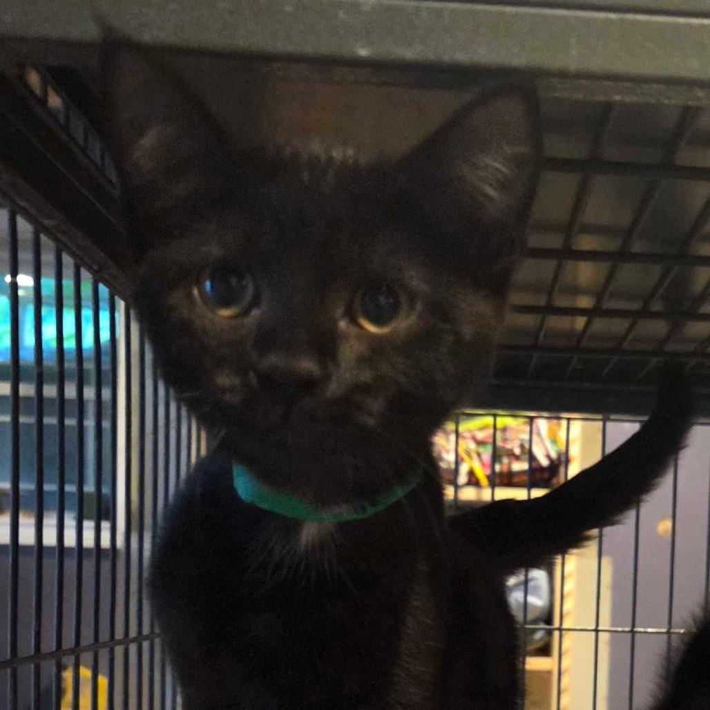 Cayden, Adoptable, Kitten Male Domestic Short Hair.