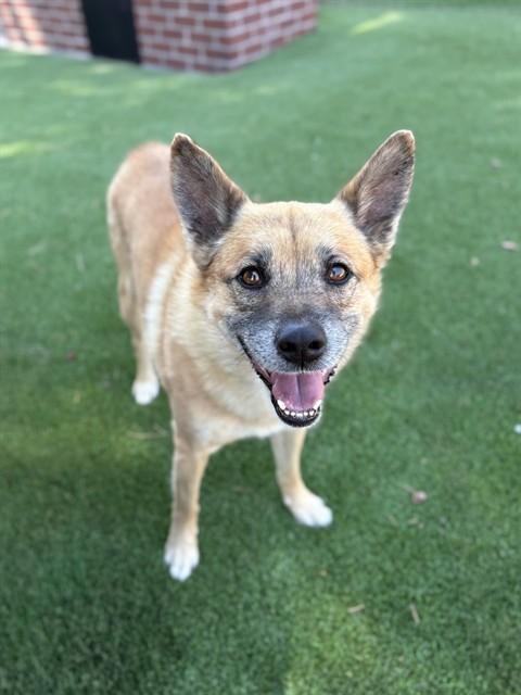 ZAE, Adoptable, Adult Male Shiba Inu & Mixed Breed.