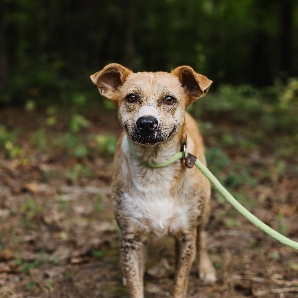 Briella, Adoptable, Adult Female Terrier.