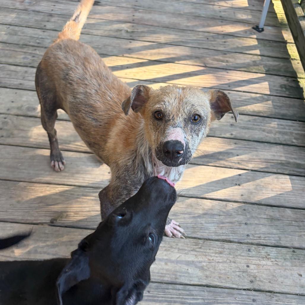 Enlarge Briella, a Adoptable Terrier in Parrish, AL image 3/5