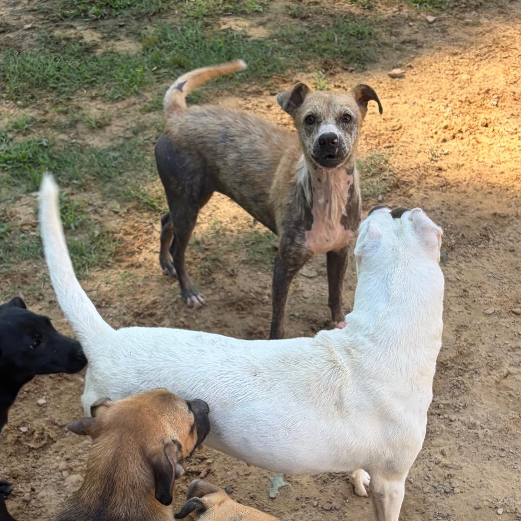 Enlarge Briella, a Adoptable Terrier in Parrish, AL image 4/5