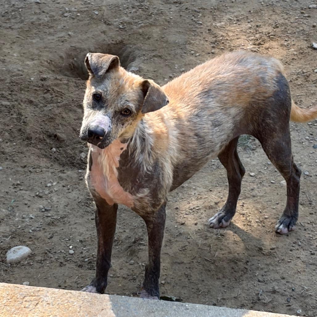 Enlarge Briella, a Adoptable Terrier in Parrish, AL image 5/5