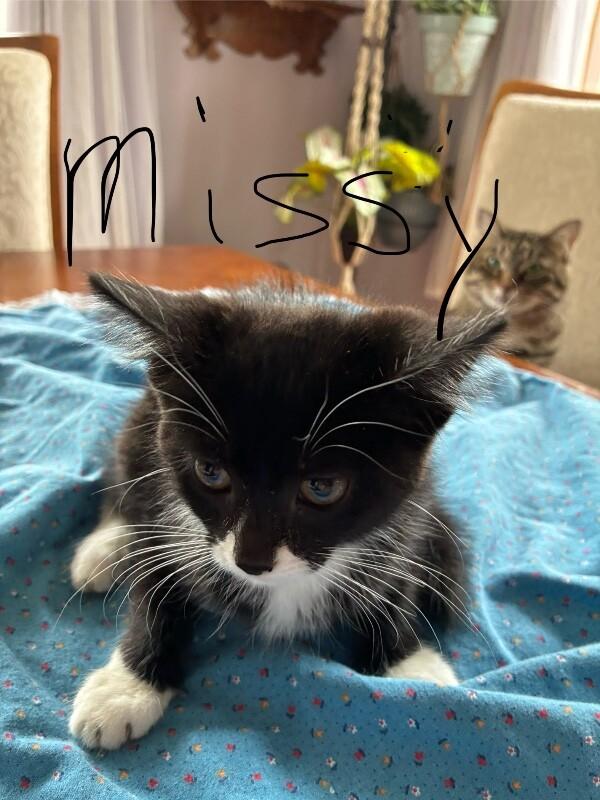 Missy, Adoptable, Young Female Domestic Short Hair.