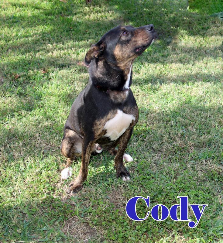 CODY photo 3