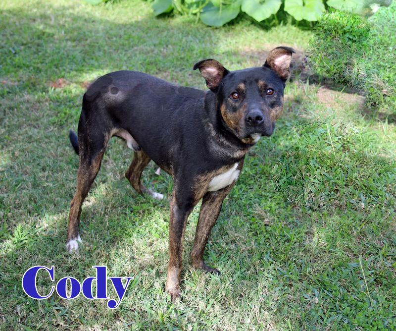 CODY photo 4