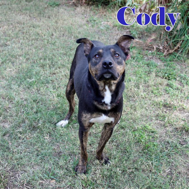 CODY photo 1