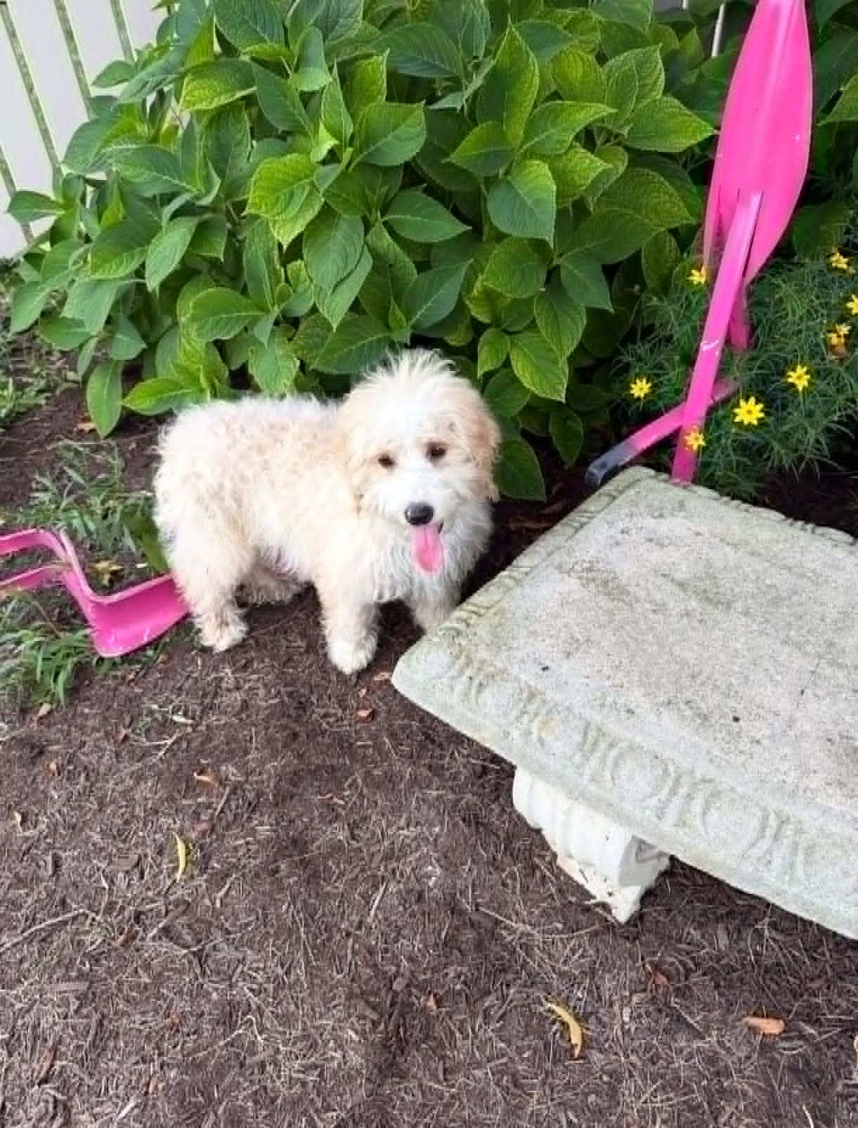 Enlarge Sophie, an adopted mixed breed in Celina, OH image 3/4