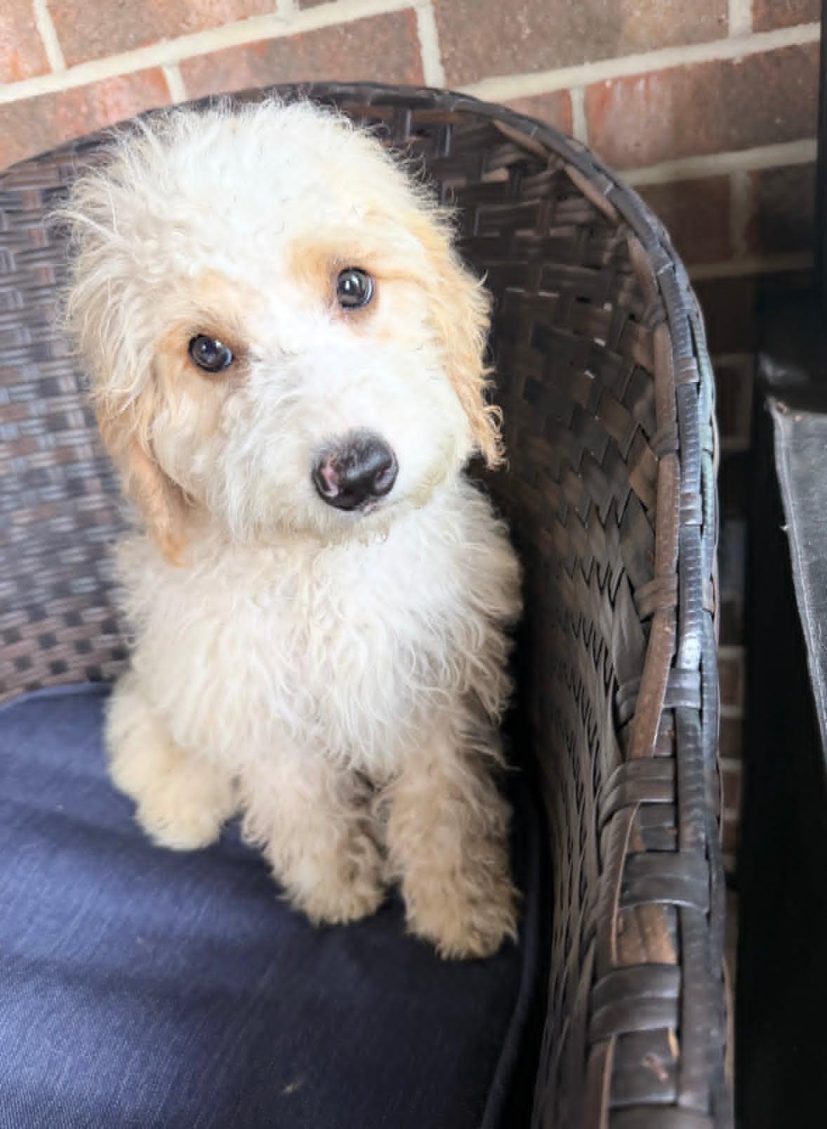 Enlarge Sophie, an adopted mixed breed in Celina, OH image 2/4
