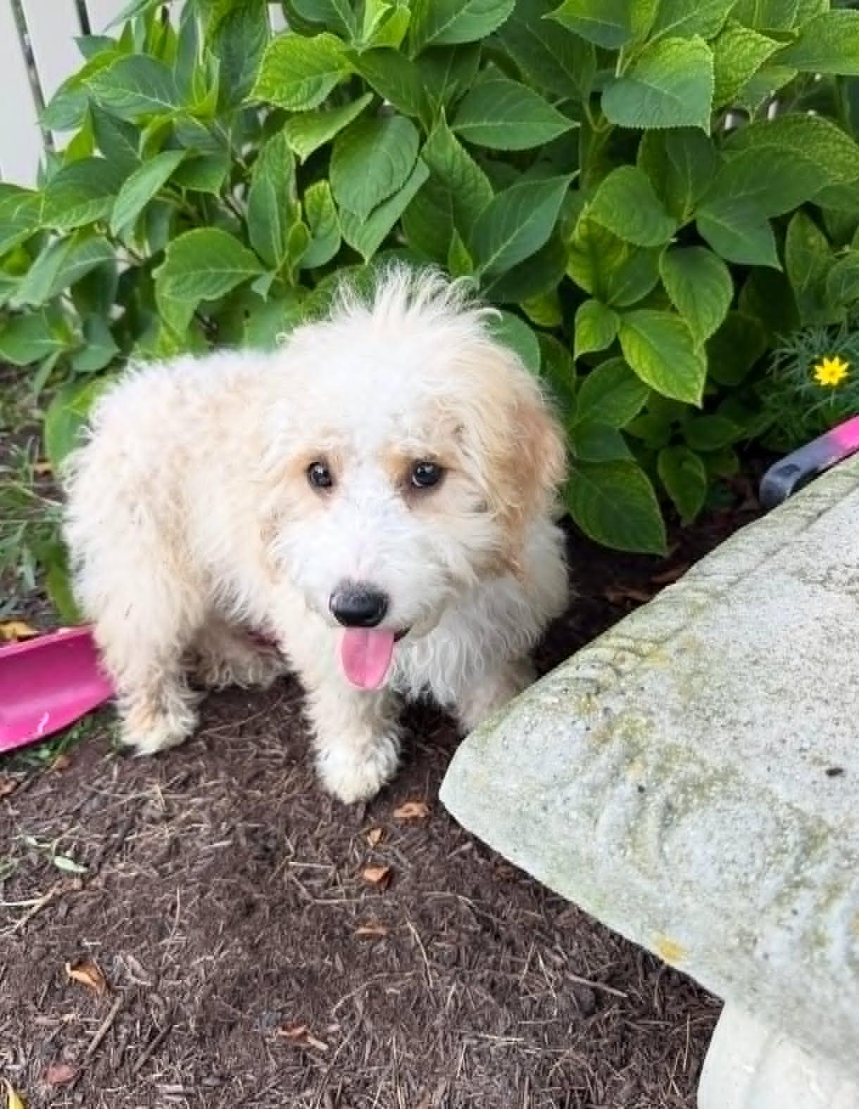 Enlarge Sophie, an adopted mixed breed in Celina, OH image 4/4