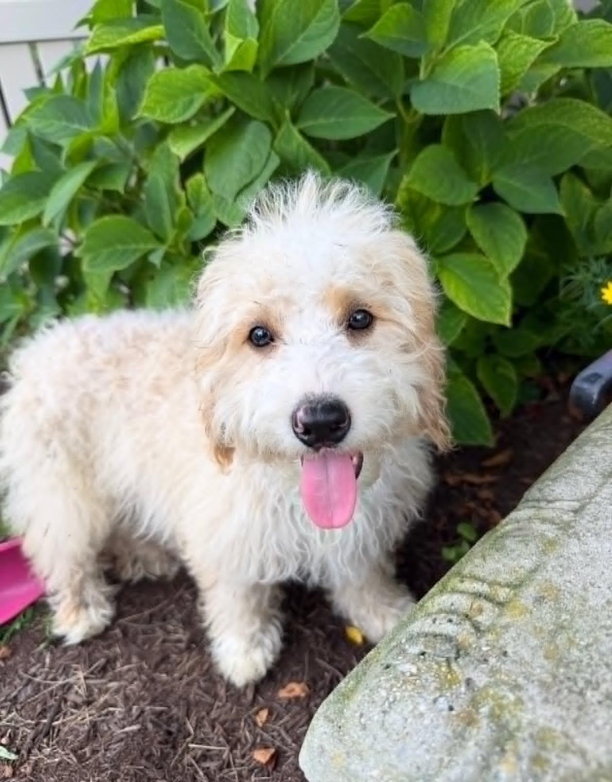 Enlarge Sophie, an adopted mixed breed in Celina, OH image 1/4