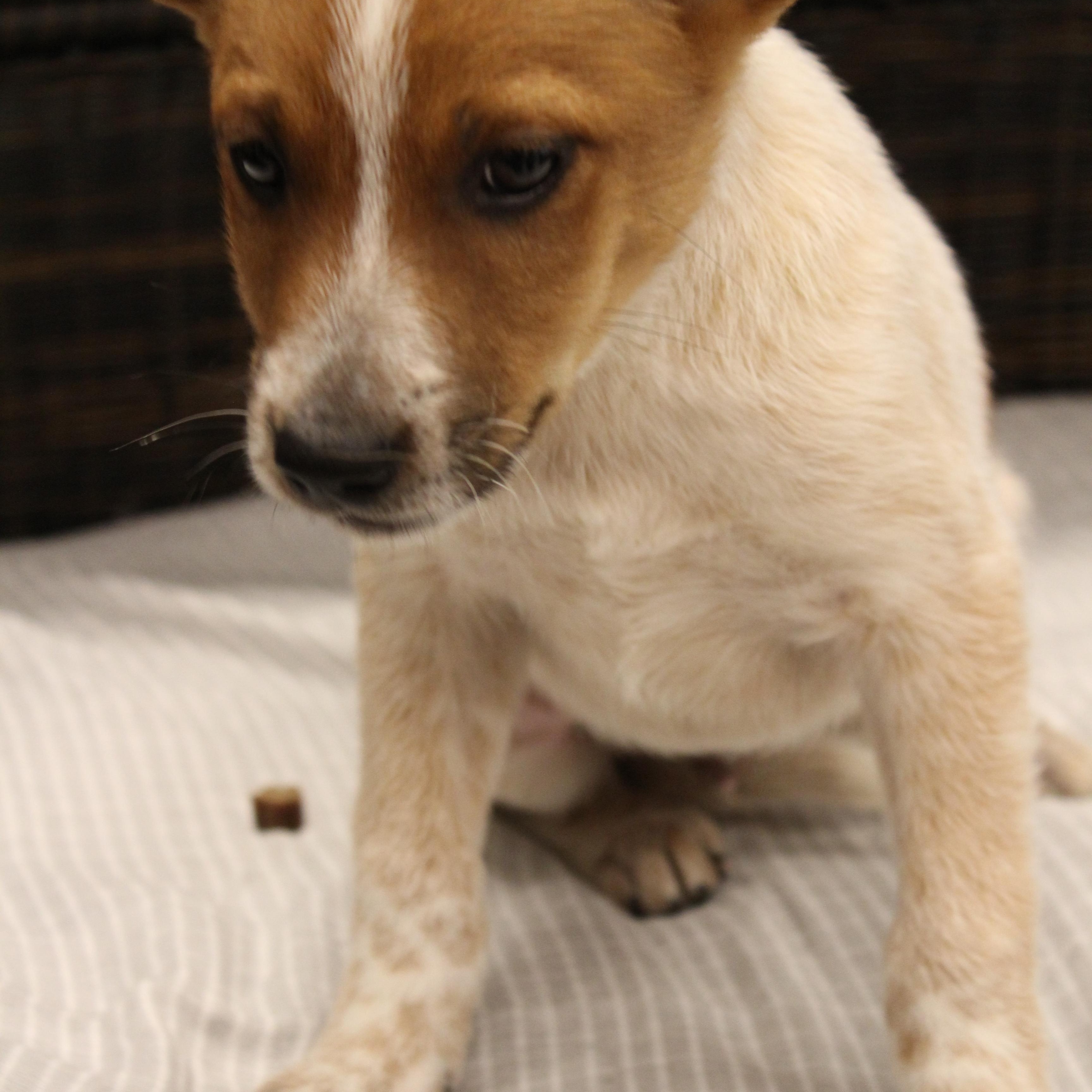 Phineas, a Adoptable Cattle Dog in Neillsville, WI image 2/2